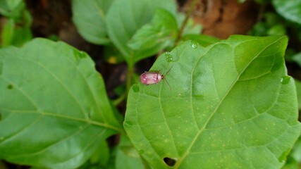 inseto besouro - coleoptera