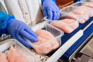 People working at a Chicken fillet production line.Group of workers working chicken factory,food processing plant concepts.Meat processing,food industry.Packing of meat slices in boxes ,conveyor belt.