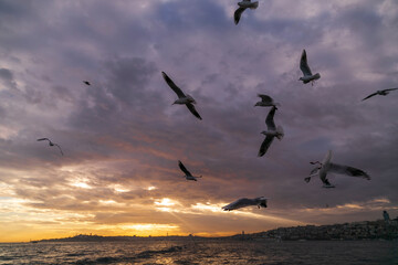 seagulls flying over the sea. beautiful natural sunset and clouds