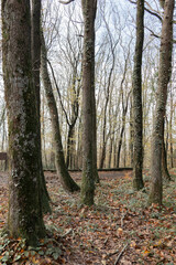 Mossy trees in foresy. Fall leaveas. Autumn season. Nature photo. Vertical. 