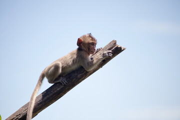 可愛いサル