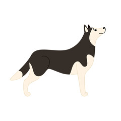 Cute Siberian Husky stands in a playful pose. Vector illustration of a dog