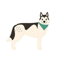 Cute Siberian Husky stands in a playful pose. Vector illustration of a dog