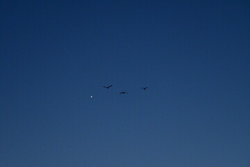 Geese Flying in a Blue Sky