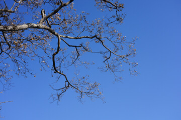 The petals on the branches that bloom in the summer with the bright color of the sky