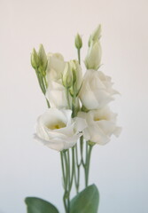 Bouquet of Eustoma, commonly known as lisianthus or prairie gentian