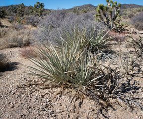 A banana yucca (Yucca bacatta) in the Mojave Desert in Wee Thump Joshua Tree Wilderness Area, Clark County, Nevada