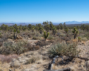 An Eastern Joshua Tree (Yucca brevifolia var. jaegeriana) woodland vegetation community in Wee Thump Joshua Tree Wilderness located south of Las Vegas, NV