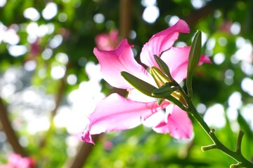 Bauhinia purpure pink flower on natural light bokeh blur background