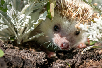 Outdoors close-up portrait of an african hedgehog in the grace.