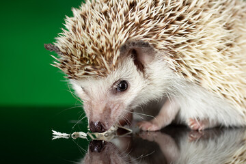 A small African hedgehog eats food, a close-up portrait