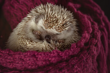 A small African hedgehog sleeps sweetly in curled up in a ball.