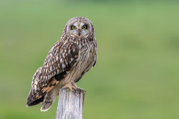 Zelfklevend Fotobehang Short eared owl Asio flammeus perched on post with green background field © SGR Photography