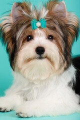 Biewer Yorkshire Terrier on colored backgrounds