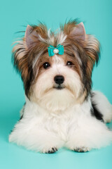 Biewer Yorkshire Terrier on colored backgrounds