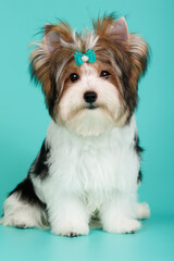 Biewer Yorkshire Terrier on colored backgrounds