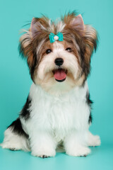 Biewer Yorkshire Terrier on colored backgrounds