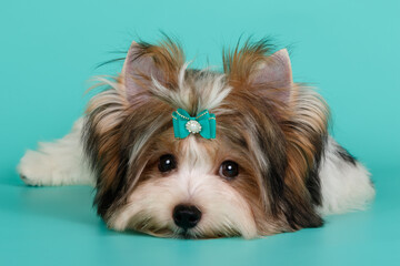 Biewer Yorkshire Terrier on colored backgrounds