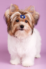 Biewer Yorkshire Terrier on colored backgrounds