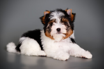 Biewer Yorkshire Terrier on colored backgrounds
