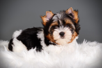Biewer Yorkshire Terrier on colored backgrounds