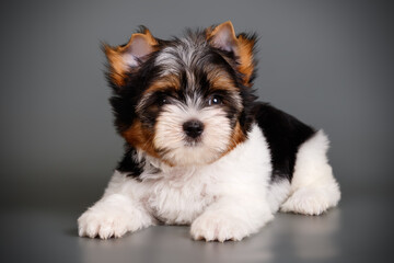 Biewer Yorkshire Terrier on colored backgrounds