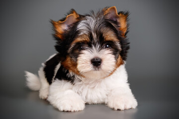Biewer Yorkshire Terrier on colored backgrounds