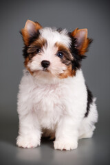 Biewer Yorkshire Terrier on colored backgrounds