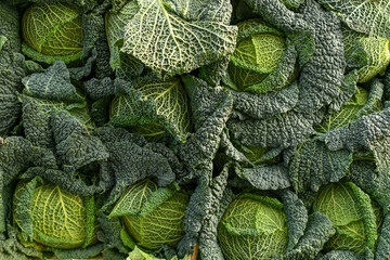 Savoy green cabbage on the food market