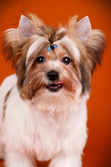 Biewer Yorkshire Terrier on colored backgrounds