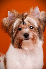 Biewer Yorkshire Terrier on colored backgrounds