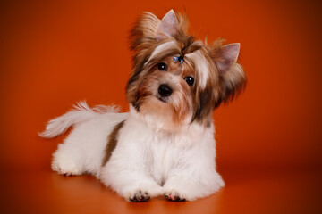 Biewer Yorkshire Terrier on colored backgrounds