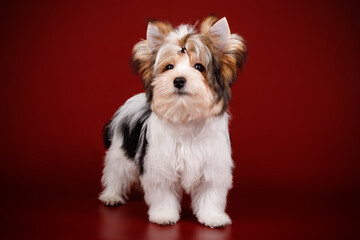 Biewer Yorkshire Terrier on colored backgrounds