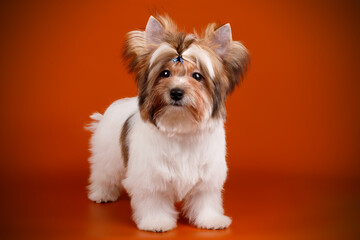 Biewer Yorkshire Terrier on colored backgrounds