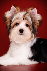 Biewer Yorkshire Terrier on colored backgrounds