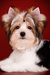 Biewer Yorkshire Terrier on colored backgrounds