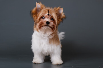 Biewer Yorkshire Terrier on colored backgrounds