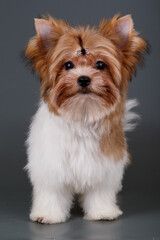 Biewer Yorkshire Terrier on colored backgrounds