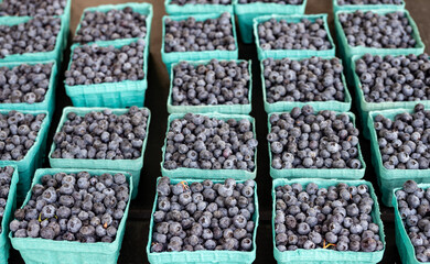 Boxes of fresh blueberries are lined up for sale at a Farmers Market in Oregon.