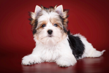 Biewer Yorkshire Terrier on colored backgrounds