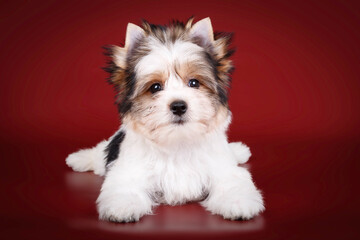 Biewer Yorkshire Terrier on colored backgrounds