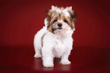 Biewer Yorkshire Terrier on colored backgrounds