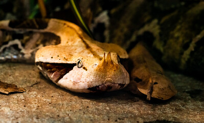 Gaboon Viper laying in the leaf litter in zoo enclosure in Georgia.