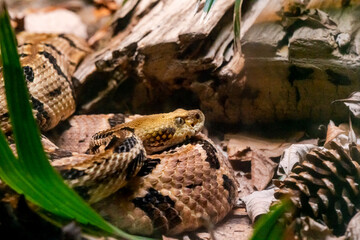 Fototapeta premium Eastern Diamondback Snake coiled around rocks in zoo enclosure in Atlanta Georgia.