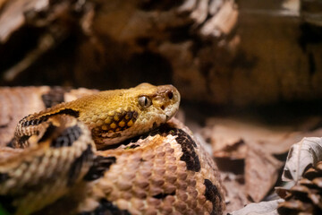 Eastern Diamondback Snake coiled around rocks in zoo enclosure in Atlanta Georgia.