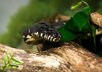 Mangrove Snake or Yellow Cat Snake searching through environment at the zoo.