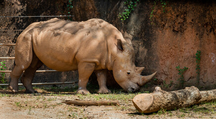 Obraz premium Southern White Rhinoceros browsing in the zoo enclosure in Georgia.