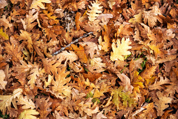 Fallen oak leaves