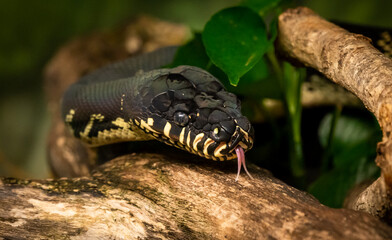 Mangrove Snake or Yellow Cat Snake searching through environment at the zoo.