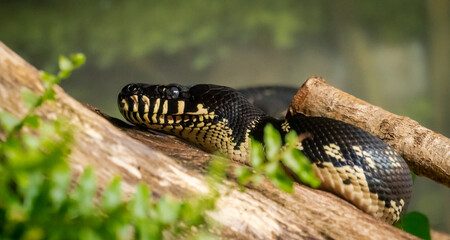 Mangrove Snake or Yellow Cat Snake searching through environment at the zoo.
